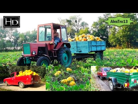 Собираем УРОЖАЙ тыквы ⛄ AlexTro13 ВОЗВРАЩАЕТСЯ.