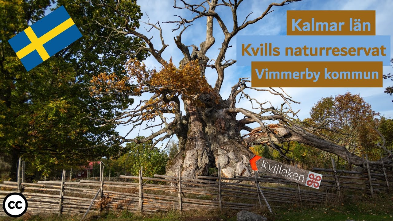 Die 1000 jährige Eiche Kvilleken | Schweden | Småland | Kvills naturreservat | Vimmerby kommun