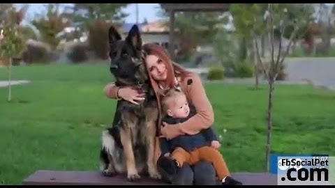 A year later, dog reunited with family | FbSocialPet.com