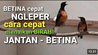 JANGAN KAGET MURAI SPONTAN BIRAHI DAN KAWIN - PANCINGAN SANGAT AMPUH BANGKITKAN BIRAHI KAWIN MURAI