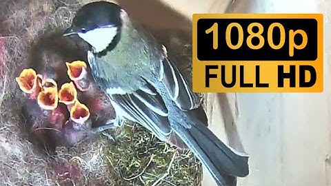Great Tit Nesting Box Timelapse - 47 Days in 21 mins