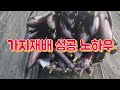 가지 한 나무에 100개 이상 따기 성공 노하우 가지나무는 크게 키워야 가지가 많이 달린다 수확후에는 하부 잎 제거로 통풍이 잘되게 해준다 가지 한 나무에 100개 이상 따기 성공 노하우 가지나무는 크게 키워야 가지가 많이 달린다 수확후에는 하부 잎 제거로 통풍이 잘되게 해준다