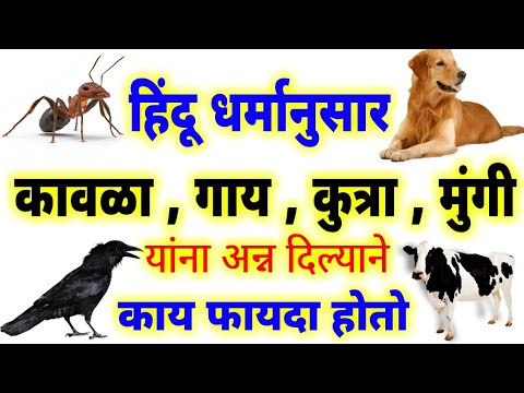 हिंदू धर्मानुसार कावळा , गाय , कुत्रा , मुंगी यांना अन्न दिल्याने काय फायदा होतो ! Marathi vastu sha