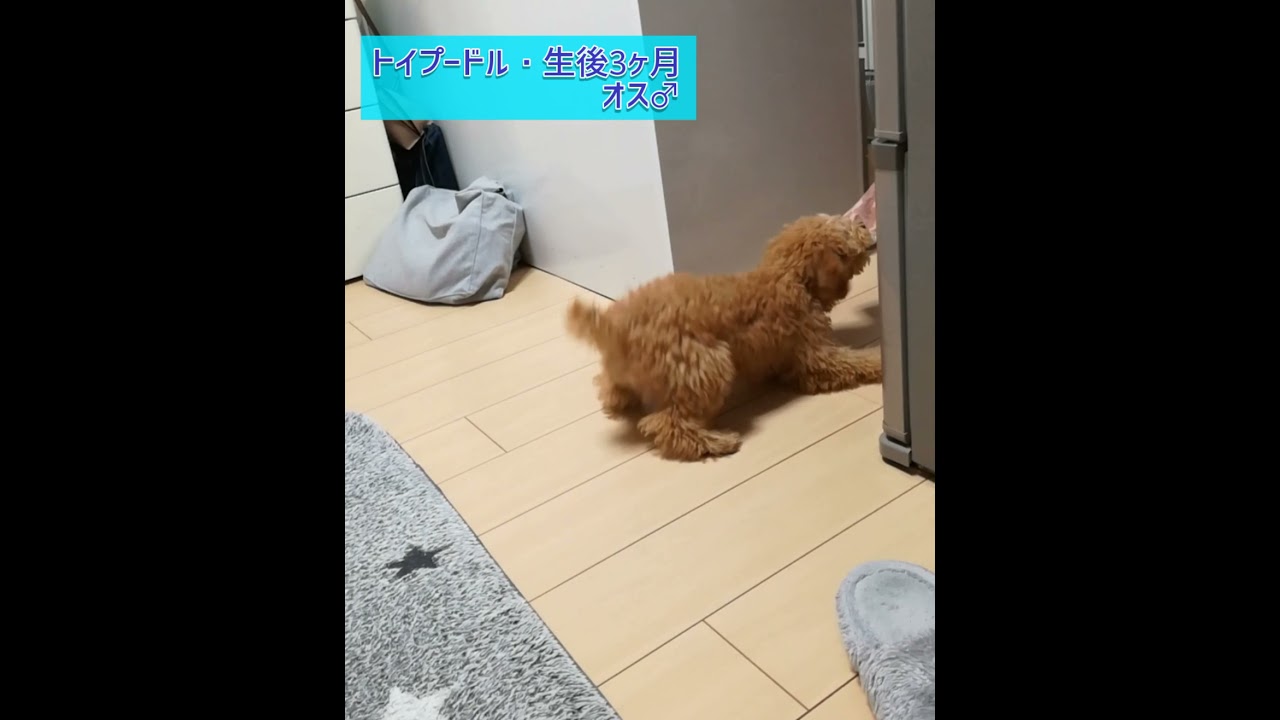 トイ プードル 3 ヶ月 おもちゃ