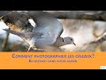 Comment photographier les oiseaux du jardin? | Photographie Animalière