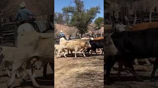 En el Rancho El corral 32 desde Ejido Cibuta, Sonora, Mexico. Con el Sr. Ruben Morando 🤠🤝🏻