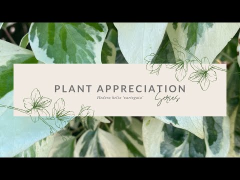 Video: Senecio Wax Ivy Bitkileri: Alacalı Wax Ivy Bakımı Hakkında Bilgi Edinin