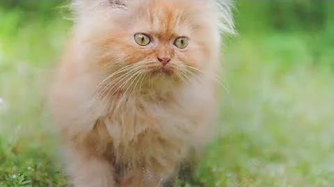 Video 4812721: persian cat, cats catlover kitten, catlover kitten baby, kitten baby cat beautiful