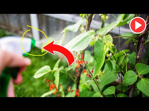 She Put Vinegar In One Of Her Garden Plants What Happened In 1 Minute Is Incredible - Remedies One