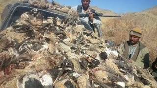 hunting stork birds flying