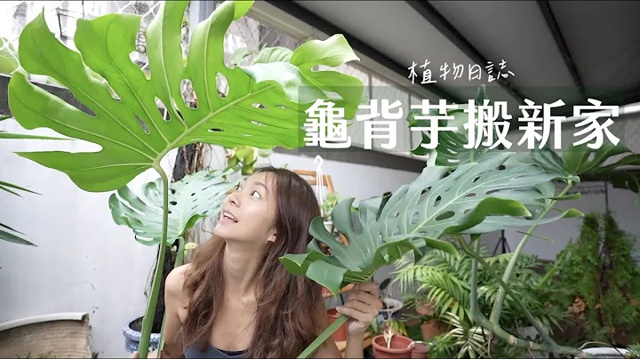 龟背芋分株换盆🌱长新芽了｜口罩再利用｜植物日志 - 天天要闻