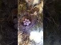 ヤマガラさんの物と思われる巣箱です！26/04/28