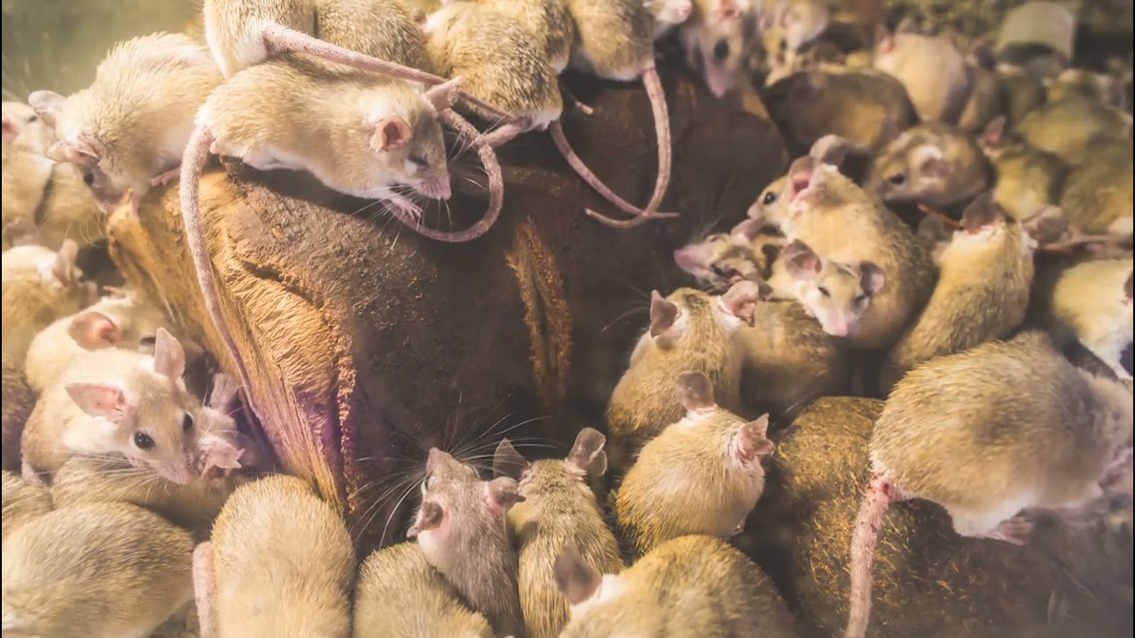Rodent Fertility Control - Standard Pest Management