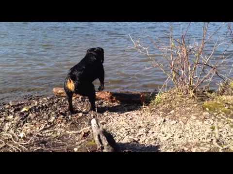 staffordshire bull terrier vs rottweiler staffordshire bull terrier sporting club nl dsa tourn doovi staffordshire bull terrier vs rottweiler staffordshire bull terrier sporting club nl dsa tourn doovi