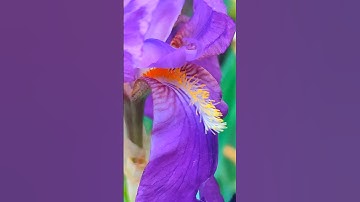 #COLOURFUL #bloom #spring #flowers #travel #seasonal #nature #videography #music