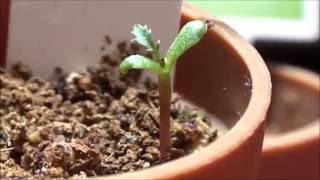 ガーデンハウスのその後