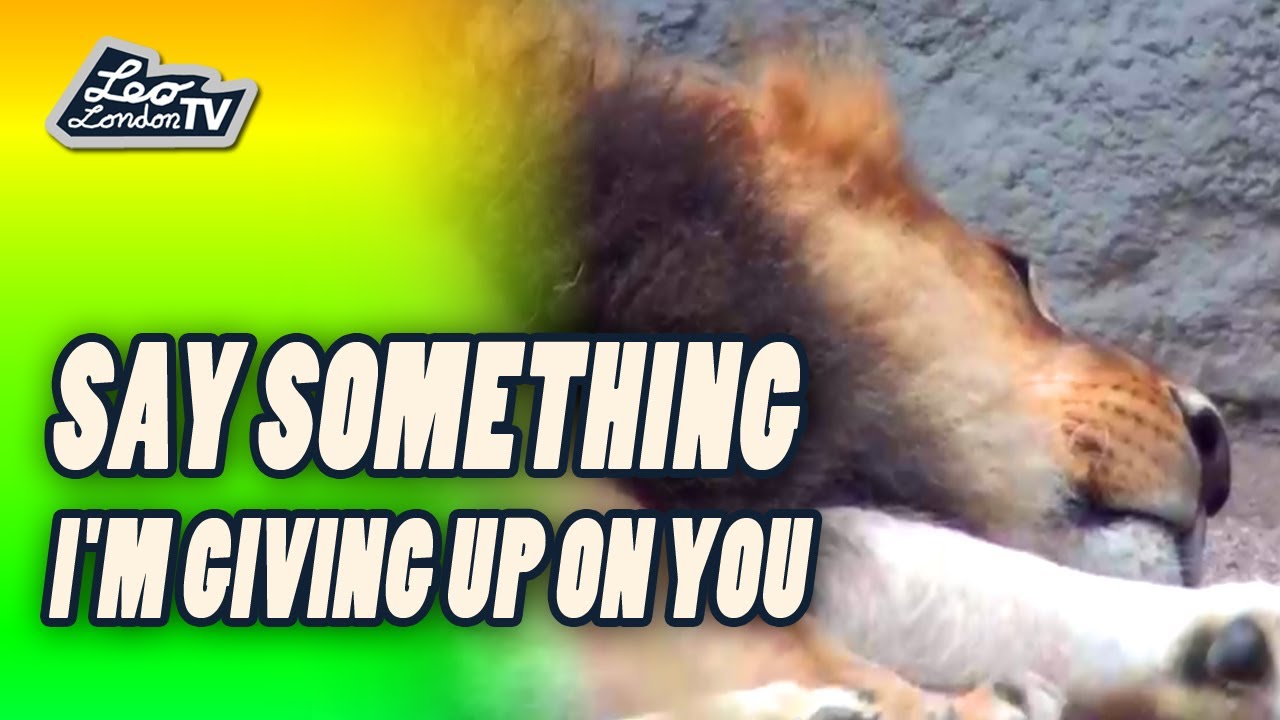 Say Something i'm Giving up on You - Top 40 Hit iTunes Charts YouTube ...