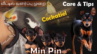 Cockatiel Birds (Free Flying) and Minpin Dog Tour | வீட்டில் செல்லப்பிராணிகள் வளர்ப்பு முறை