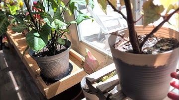 ASMR In My Patio (Fast And Aggressive, Tapping, Scratching)
