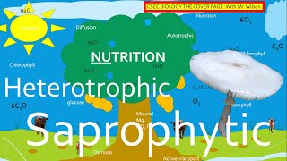 Autotrophic, Heterotrophic and Saprophytic Nutrition | CSEC BIOLOGY TCP