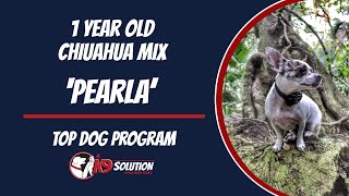 🐶Dog Trainers/Training of South Florida and Arizona /1 Y/O Chihuahua Mix 'Pearla' 🦮 by A K9 Solution 15 views 20 hours ago 1 minute, 42 seconds