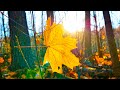 Deep autumn in a beautiful forest. Pleasant background music for relaxation and sleep.