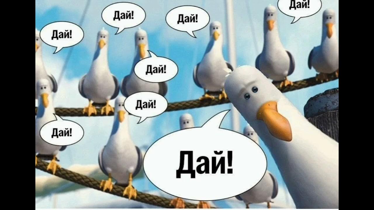 поляки дай дай дай. чайка из немо. мем чайки дай дай дай. чайки немо дай дай. чайки дай дай.