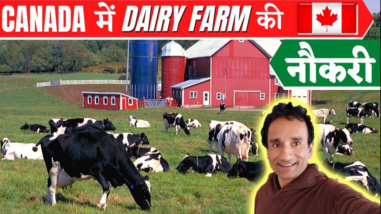 canada में डेरी फार्म job | cow DAIRY FARM JOB in canada - YouTube