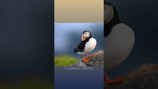 Newfoundland Puffins and Gannets Photo Workshop 2026 #birdphotography #wildlifephotography
Join myself and Brad James in 2026 to photograph Atlantic Puffins and Gannets in Newfoundland. Find out more and sign up at https://www.rayhennessy.com/wildlife-workshops/newfoundland-puffins-gannets-and-seabirds-photography-workshop Newfoundland Puffins and Gannets Photo Workshop 2026 #birdphotography #wildlifephotography