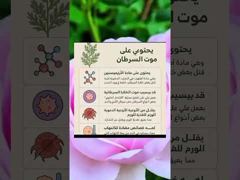 اعشاب فوائد الشيح علاج السرطان موت الخلايا السرطانية مضاد التهاب