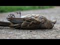 Курбан Байрам!!Странное явление-мертвые птицы!!!Варганза!!Узбекистан!!