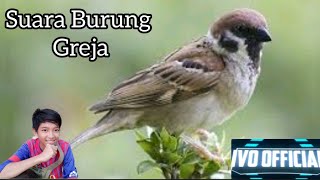 Suara Burung Gereja Gacor | Suara Siap Untuk Pikat