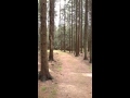 Malá procházka po lese na Vysočině.