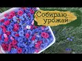 Мой урожай цветов 🌸🌿 | Masherisha