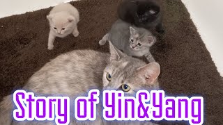 cute kittys playing #kitten #catvideos #cat #adorable #shorts #fypシ゚viral #foryou