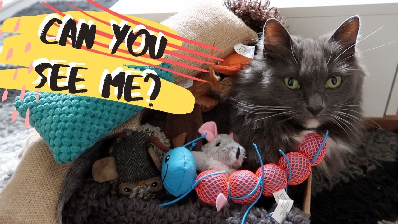 Stacking Toys On My Cat How Long Will She Last? YouTube