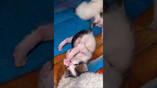 kittens Dairy: Day 18 #kitten