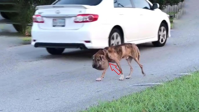 No one stopped to help…He hid in pain, swollen neck, starved—just waiting  to end in silent!