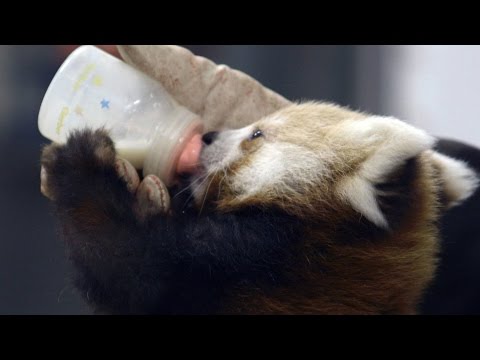 Video: Pet Scoop: Penelitian Menunjukkan Lumba-lumba Menggunakan Nama, Zoo Hand Rears Baby Red Panda