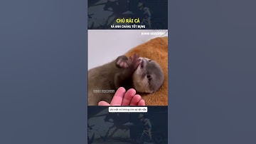 Chú rái cá dễ thương và anh chàng tốt bụng#shorts