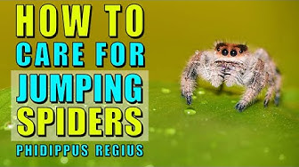 Jumpingspiders Youtube