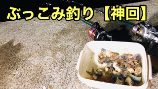 【神回】イワシの切り身でぶっこみ釣りをしたら釣果がヤバすぎた…