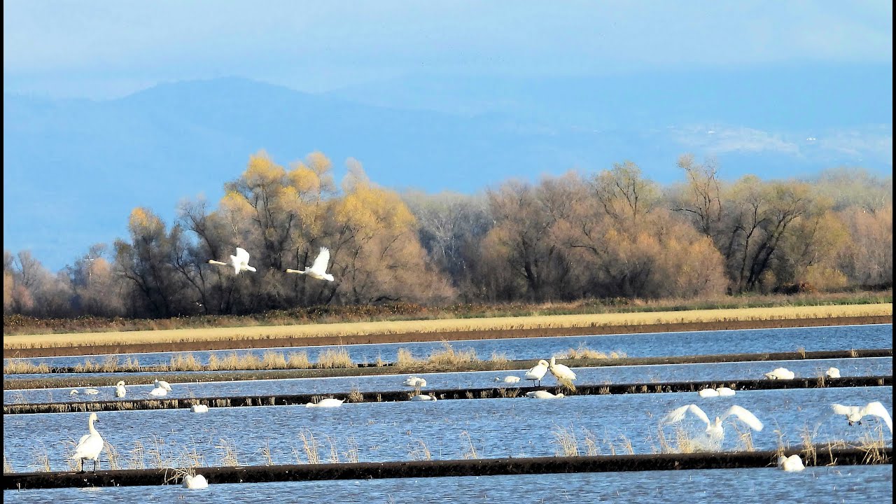 Tundra Swan: " I will Fly Away" 2024-12-24, Dodgeland, California