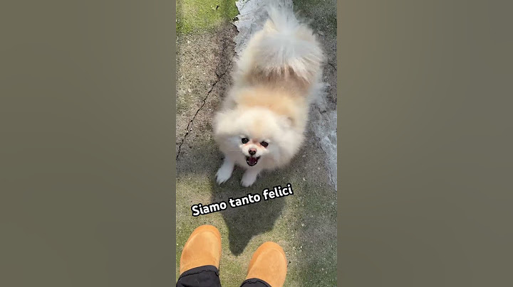 cosa fa il mio cane quando torno a casa #petsrule #pomeranian #doggielife #puppy #cute #pets #