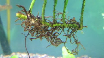 How to Plant Java Fern & Anubias