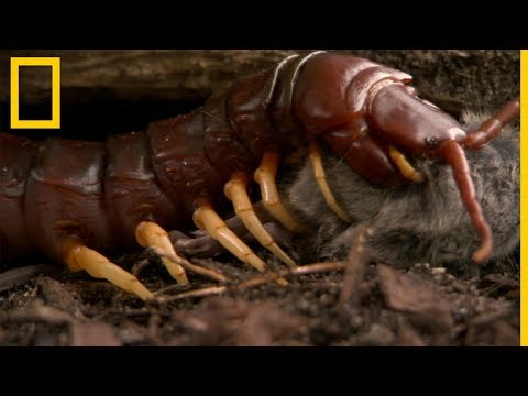 Video: Ciempiés gigante: descripción y foto. ¿Cómo es una picadura de escolopendra?