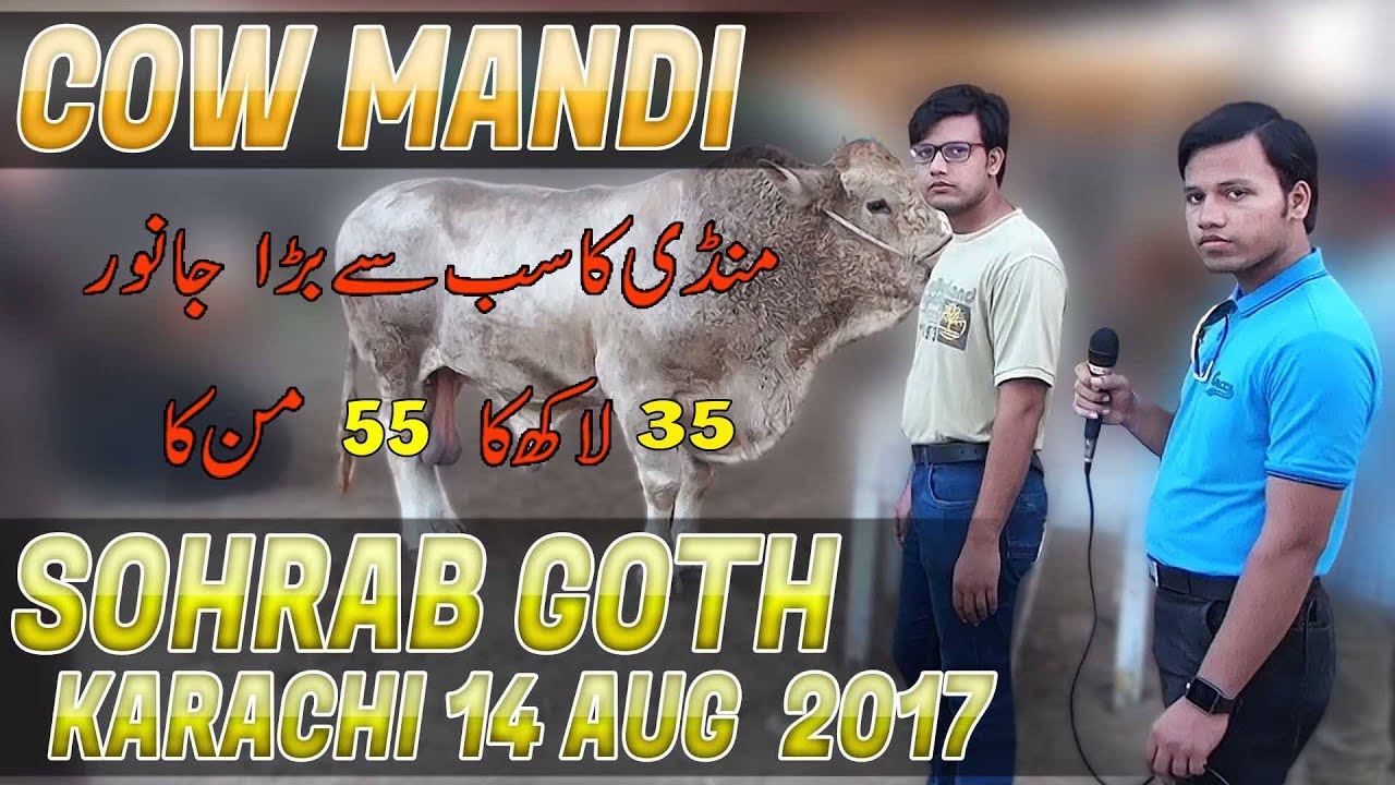 Cow Mandi Sohrab Goth Karachi 14 Aug 2017 In Urdu Hindi YouTube