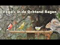 Vogels in de Ochtend Regen