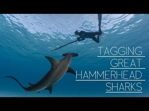 Tagging Great Hammerheads and Sampling Bull Sharks - The Watermen Project