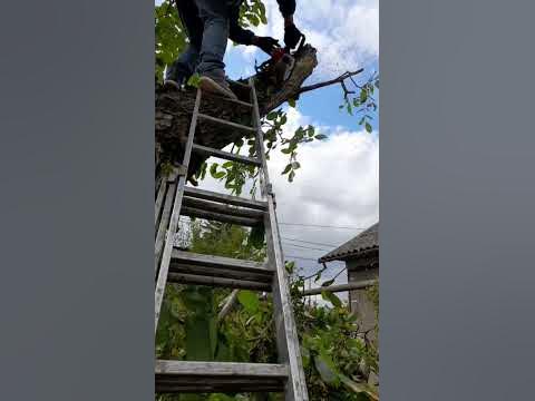 Чистка дерев. Обрізка гілок - YouTube